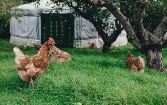 Best Crowdfunding Agriculture Investment Platforms