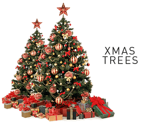 Konga Christmass Trees