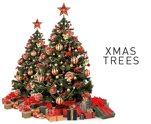 Konga Christmass Trees