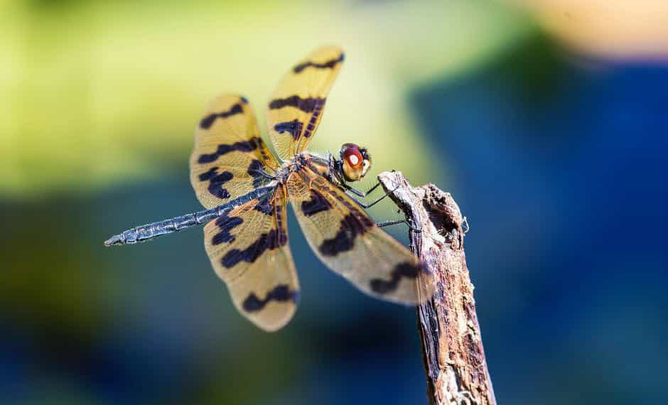 Good Graphics Photo of a Firefly