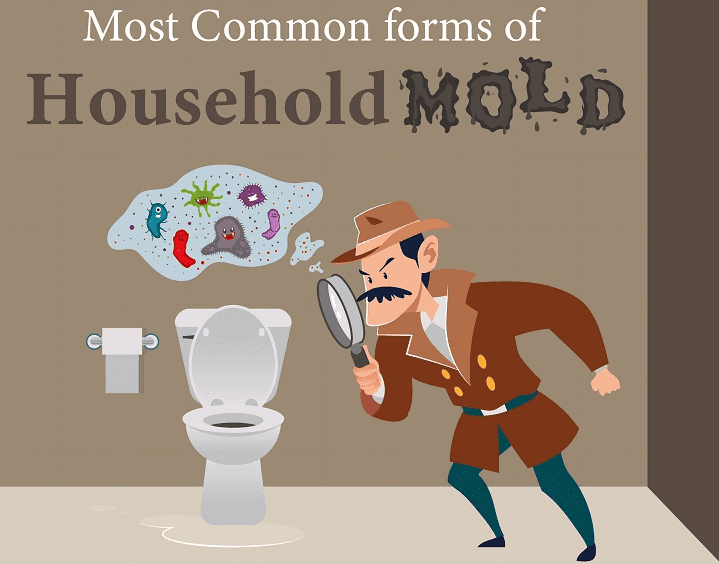Common Household Molds
