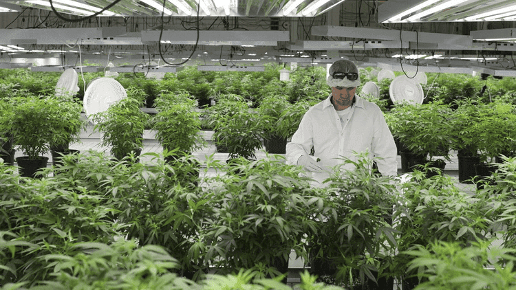 How Tech Solutions Are Keeping The Cannabis Business Profitable