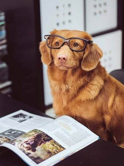 A Dog Wearing Glasses