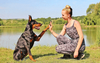 Dog Training Gadgets and Tools