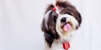 Valentine’s Day Gift Ideas for Dog Lovers