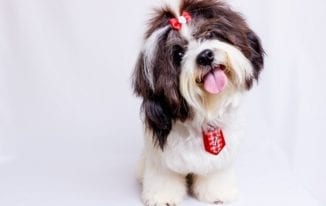 Valentine’s Day Gift Ideas for Dog Lovers