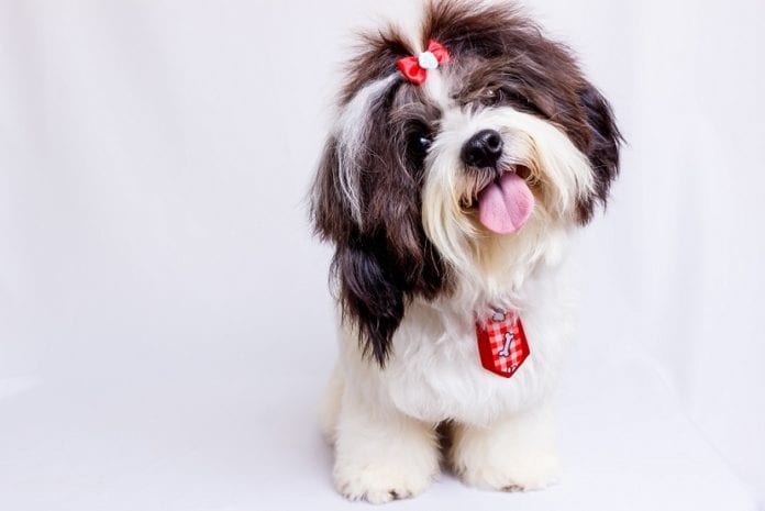 Valentine’s Day Gift Ideas for Dog Lovers