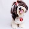 Valentine’s Day Gift Ideas for Dog Lovers