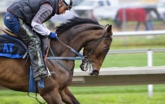 Best Gadgets for Horse Owners