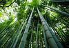 Bamboo - Sustainable Materials for Home Renovations