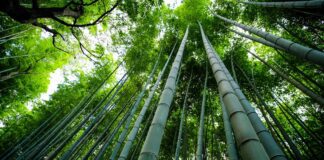 Bamboo - Sustainable Materials for Home Renovations