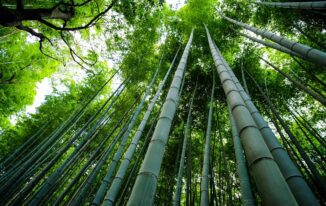 Bamboo - Sustainable Materials for Home Renovations