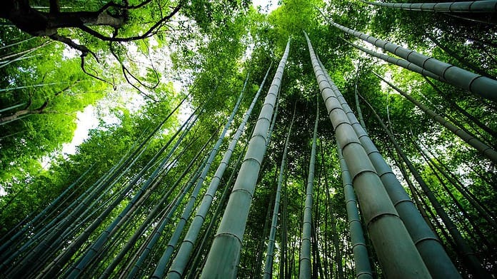 Bamboo - Sustainable Materials for Home Renovations