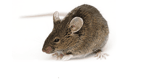 The 10 Best Ways to Help Get Rid of Mice