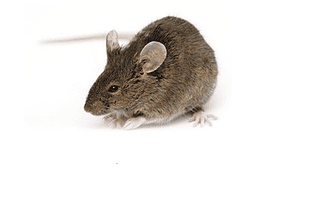 The 10 Best Ways to Help Get Rid of Mice
