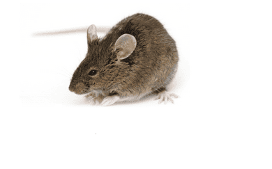 The 10 Best Ways to Help Get Rid of Mice